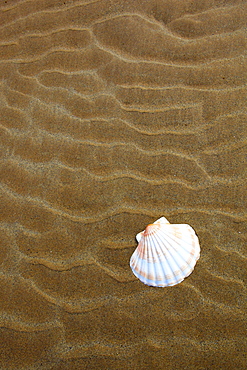 shell on sandy beach, Sutherland, Scotland