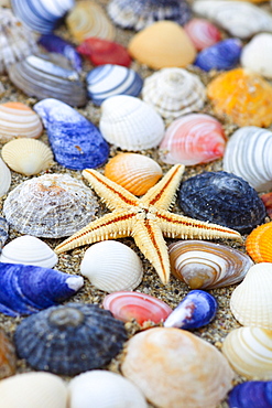 sea star and shells, Sutherland, Scotland