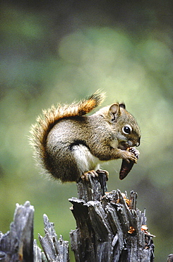 Red squirrel, tamiasciurus hudsonicus. Sitting on a treetrunk eating fircones. North america