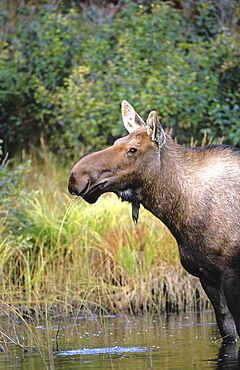 Moose, alces alces. Female standing in pond, eating grass. North america