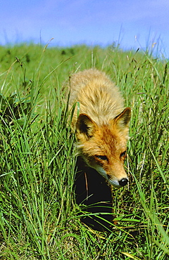 Red fox, vulpes vulpes. Portrait of fox walking in tall grass. Summer .