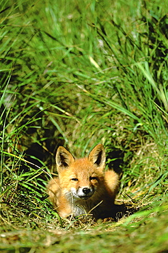 Red fox, vulpes vulpes. Portrait of young cub. Summer .