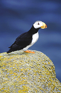 Horned puffin, fratercula corniculata. Standing on rock