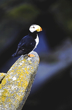 Horned puffin, fratercula corniculata. Standing on rock