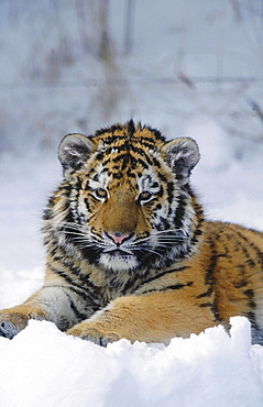 Siberian or amur tiger, panthera tigris altaica. Portrait of one year old tiger in snow; winter