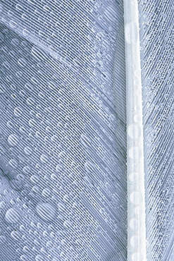 Feather white feather covered with waterdrops; closeup