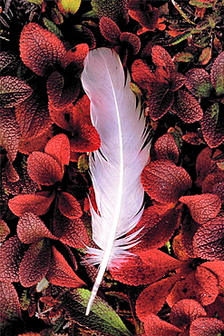 Feather. White feather in red tundra; closeup; autumn colours