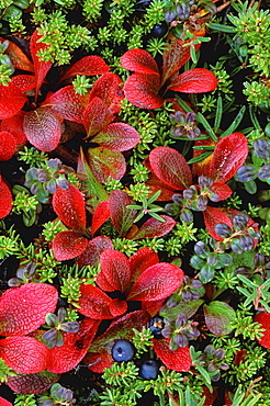 Tundra. Tundra and berries in autumn colours; close-up