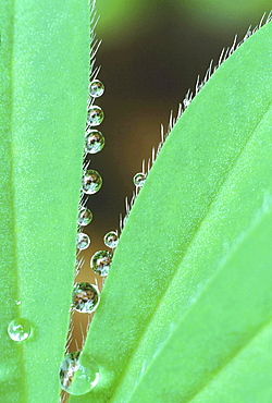 Close-up of a leaf. Lupine leaf with raindrops