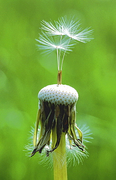 Dandelion, taraxacum officinale. Close up of seedheads in spring