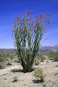 Cactus. Flowering cactus; tall cactus with red flowers; .