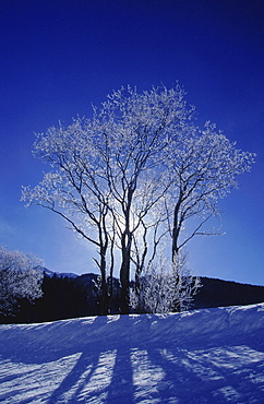 Winter, switzerland. Tree branches with frost. Davos, graubunden, eastern part of switzerland