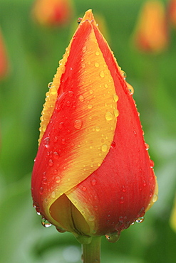 Tulips in spring. Konstanz, german