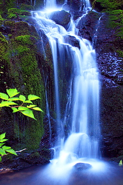 Cascade falls, quinault valley, olympic national park, washington