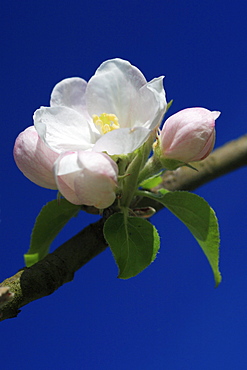 Apple blossom, apple tree, spring, oetwil am see, zuerich, switzerland