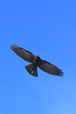 Alpine chough, pyrrhocorax , alpendohle, in flight, swiss alps, schilthorn, bernese , bern, switzerland