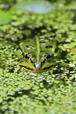 Common pool frog, water frog, rana esculenta, spring, in pond, oetwil am see, zuerich, switzerland