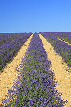 Lavandula angustifolia, field of , provence, france