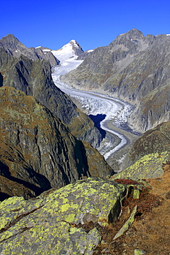 Swiss alps, fiescher glacier, oberaarhorn, 3637 m, fiesch, goms, oberwallis, wallis, switzerland