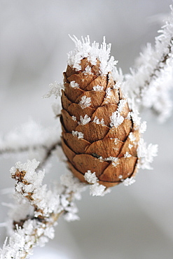 Larch tree cone, larix decidua mill, laerchenzapfen, covered in hoarfrost, switzerland