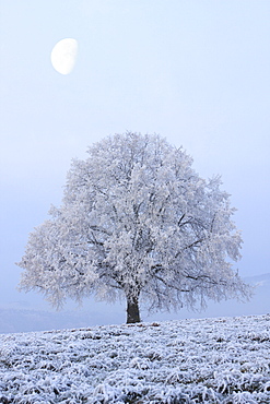 Lime tree, lime, tilia cordata mill., in winter covered in hoarfrost, at dusk, oetwil am see, switzerland