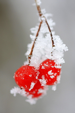 European cranberrybush, cranberry, viburnum opulus, covered in hoarfrost, switzerland