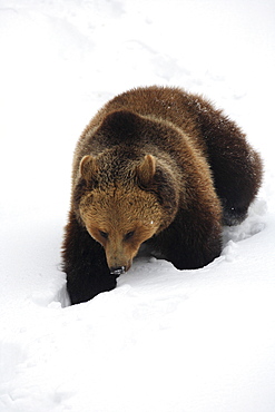 Brownbear, european brownbear, bear, ursus arctos, in winter, national park bayrischer wald, germany, captiv