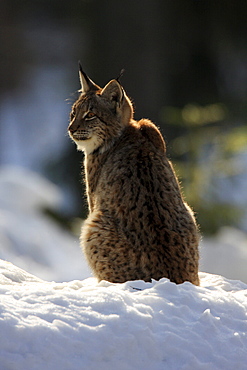 European lynx, lynx lynx, female adult, in winter, national park bayrischer wald, germany, captiv