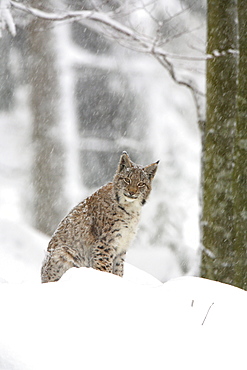 European lynx, lynx lynx, female adult, in winter, national park bayrischer wald, germany, captiv