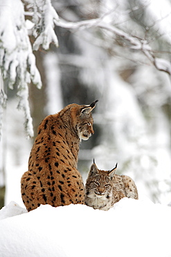 Lynx lynx, european lynx, im winter, bayrischer wald national park, germany