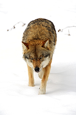 European wolf, wolf, canis lupus lupus, adult, in winter, national park bayrischer wald, germany, captiv