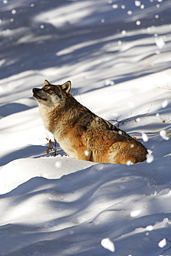 European wolf, canis lupus lupus, adult, in winter, national park bayrischer wald, germany, captiv