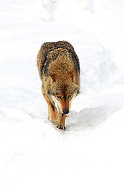 European wolf, wolf, canis lupus lupus, adult, in winter, national park bayrischer wald, germany, captiv