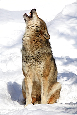 European wolf, canis lupus lupus, adult male howling, in winter, national park bayrischer wald, germany, captiv