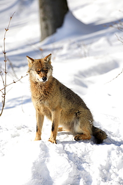 European wolf, canis lupus lupus, young, in winter, national park bayrischer wald, germany, captiv