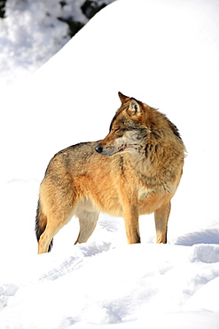 European wolf, wolf, canis lupus lupus, adult, in winter, national park bayrischer wald, germany, captiv