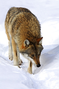 European wolf, canis lupus lupus, adult, in winter, national park bayrischer wald, germany, captiv