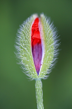 Red poppy / corn poppy, papaver rhoeas, spring, tuscany, italy