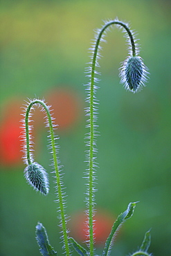 Red poppy / corn poppy, papaver rhoeas, spring, tuscany, italy