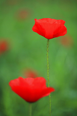 Red poppy / corn poppy, papaver rhoeas, spring, tuscany, italy