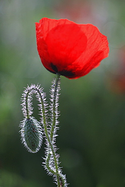 Red poppy / corn poppy, papaver rhoeas, spring, tuscany, italy