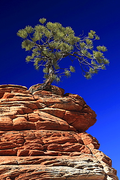 Ponderosa pine, pinus ponderosa, gelb-kiefer, gold-kiefer, ponderosa-kiefer, tree growing on sandstone, zion national park, utah, usa,