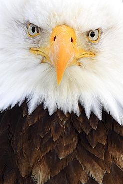 Bald eagle, haliaeetus leucocephalus, weisskopfseeadler, homer, kenai peninsula, alaska, usa