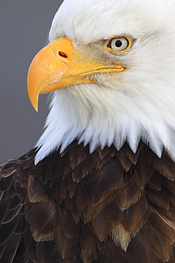 Bald eagle, haliaeetus leucocephalus, weisskopfseeadler, homer, kenai peninsula, alaska, usa