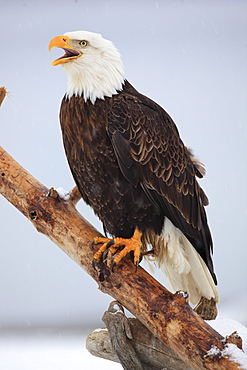 Bald eagle, haliaeetus leucocephalus, weisskopfseeadler, homer, kenai peninsula, alaska, usa