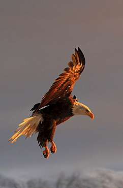 Bald eagle, haliaeetus leucocephalus, weisskopfseeadler, homer, kenai peninsula, alaska, usa