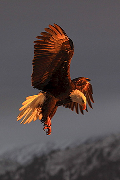 Bald eagle, haliaeetus leucocephalus, weisskopfseeadler, homer, kenai peninsula, alaska, usa