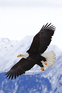 Bald eagle, haliaeetus leucocephalus, weisskopfseeadler, homer, kenai peninsula, alaska, usa