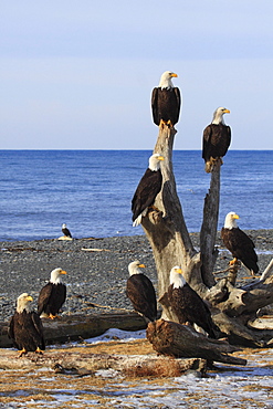 Bald eagle, haliaeetus leucocephalus, weisskopfseeadler, homer, kenai peninsula, alaska, usa