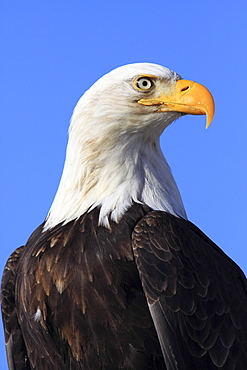 Bald eagle, haliaeetus leucocephalus, weisskopfseeadler, homer, kenai peninsula, alaska, usa